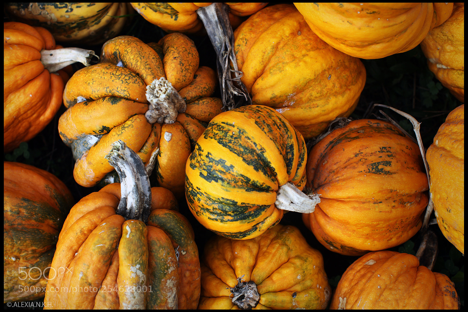 Canon EOS 5D Mark II sample photo. Pumpkin ! photography