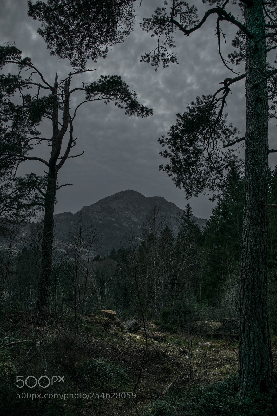 Nikon D5300 sample photo. Forest dusk, bergen photography