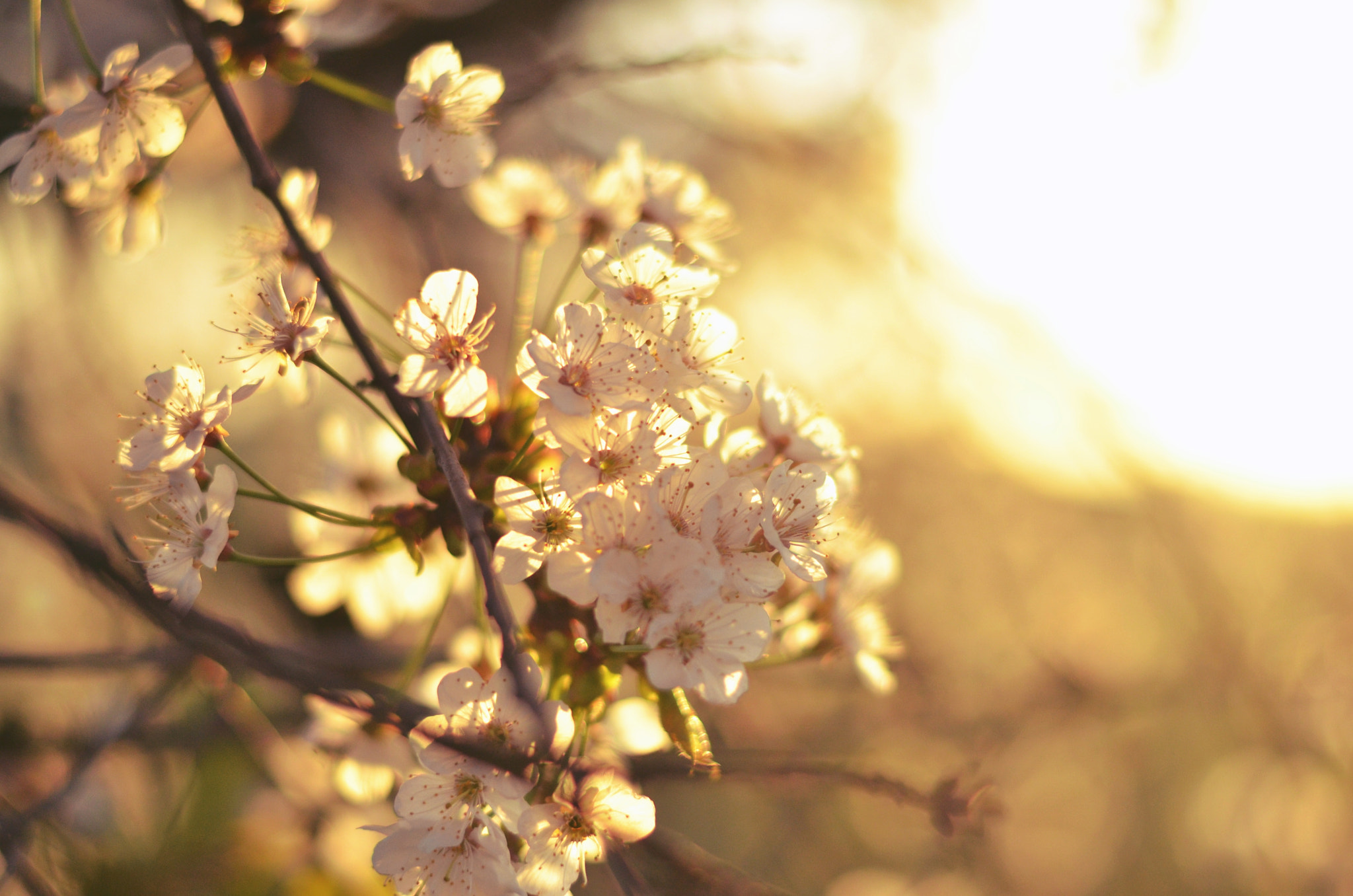 Nikon AF-S Nikkor 50mm F1.8G sample photo. Blooming photography
