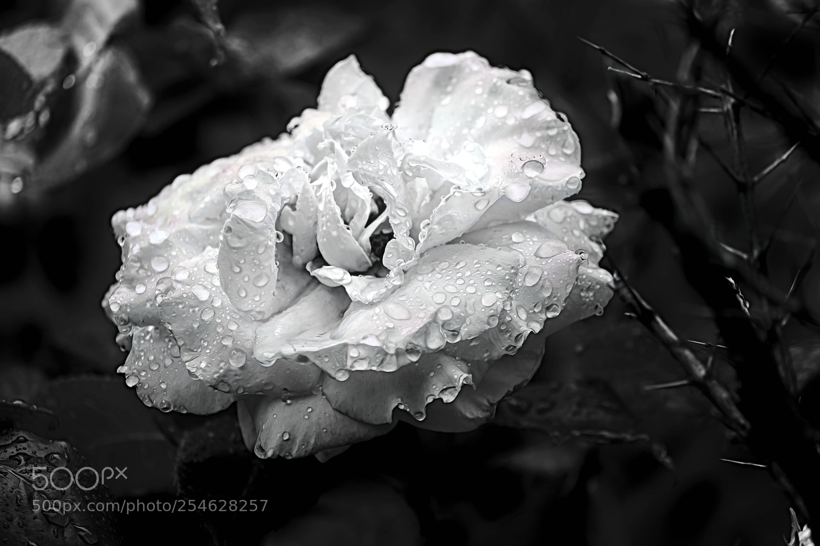 Fujifilm X-E3 sample photo. Rose portrait photography