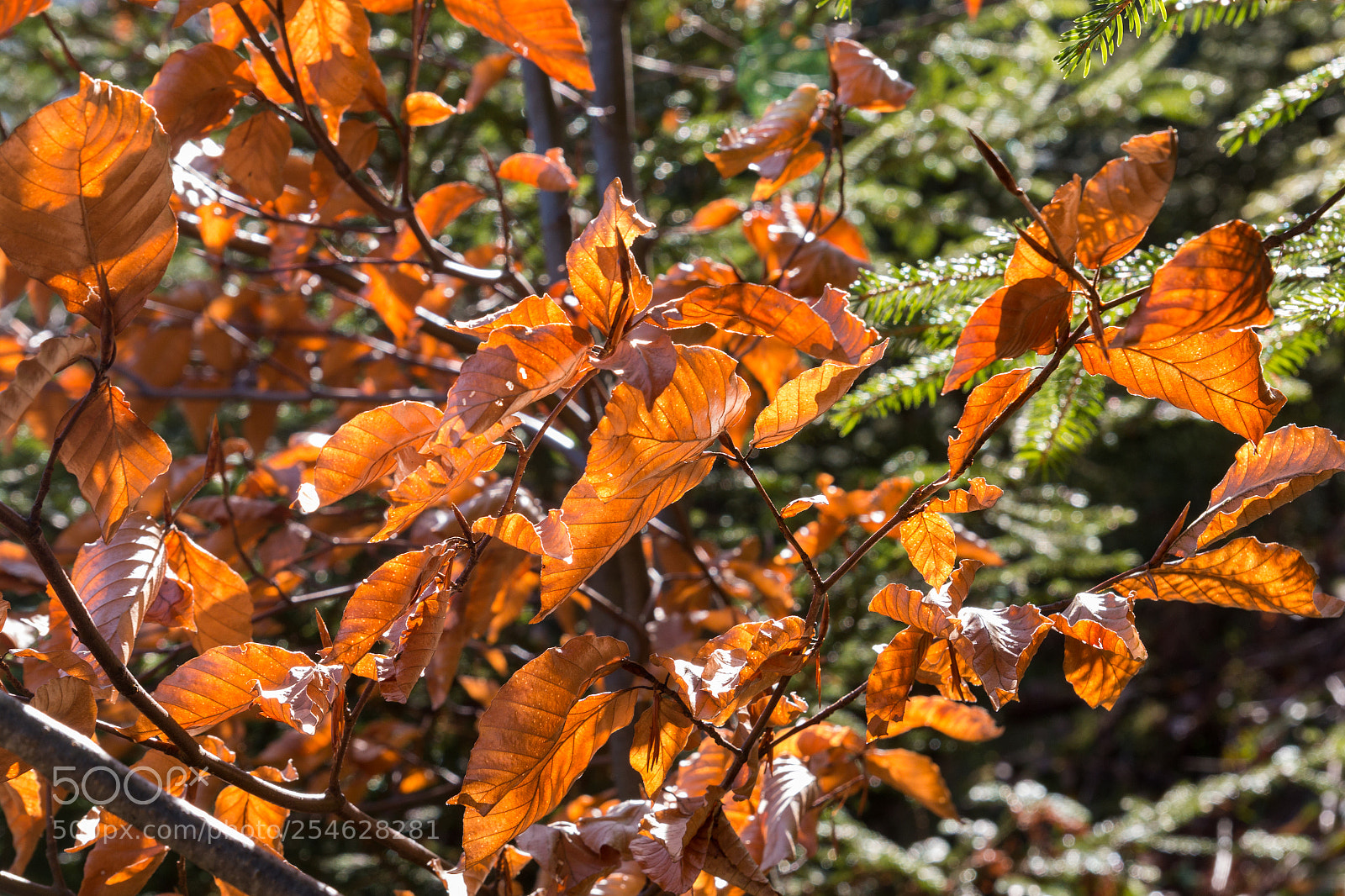 Canon EOS 70D sample photo. Im neuen lichte photography
