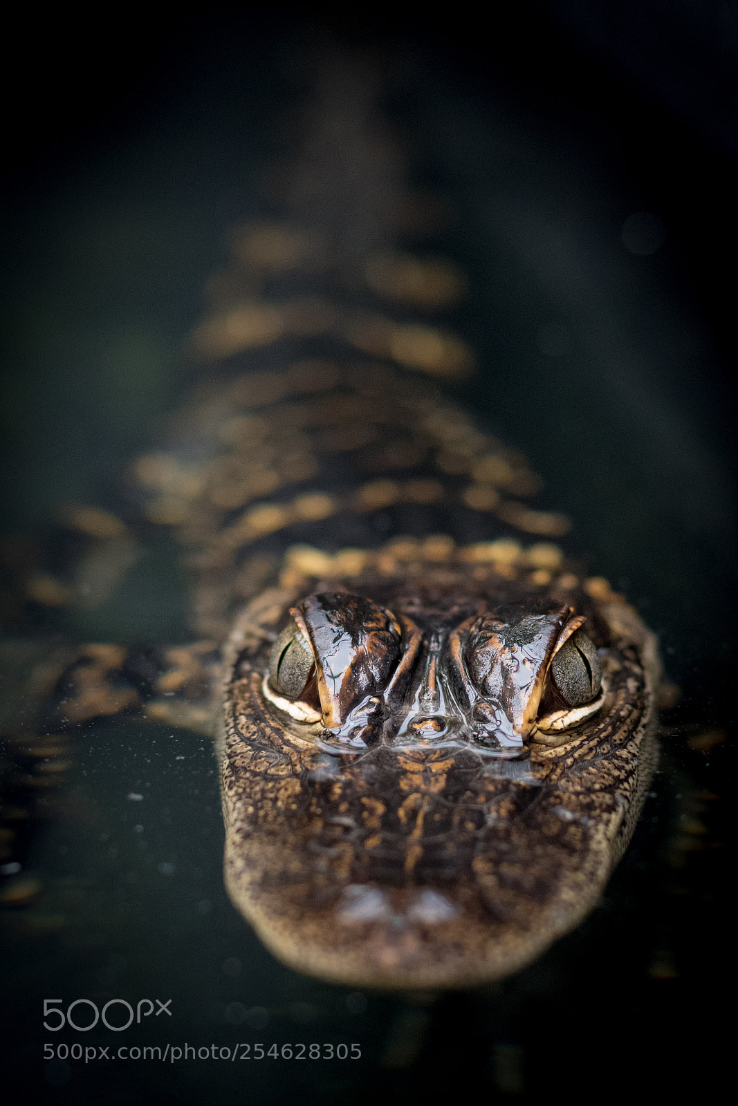 Nikon D3300 sample photo. Alligator photography