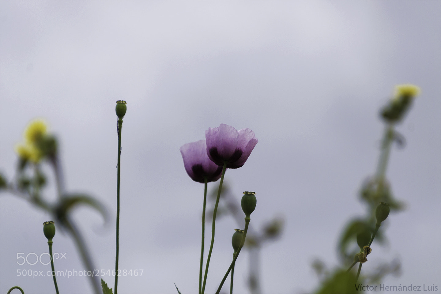 Nikon D3300 sample photo. Primavera photography