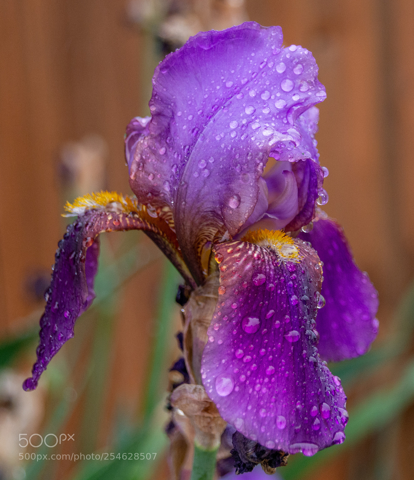 Nikon D7100 sample photo. Iris in the rain photography