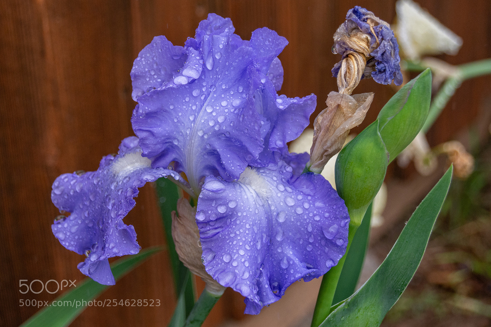 Nikon D7100 sample photo. Iris in the rain photography