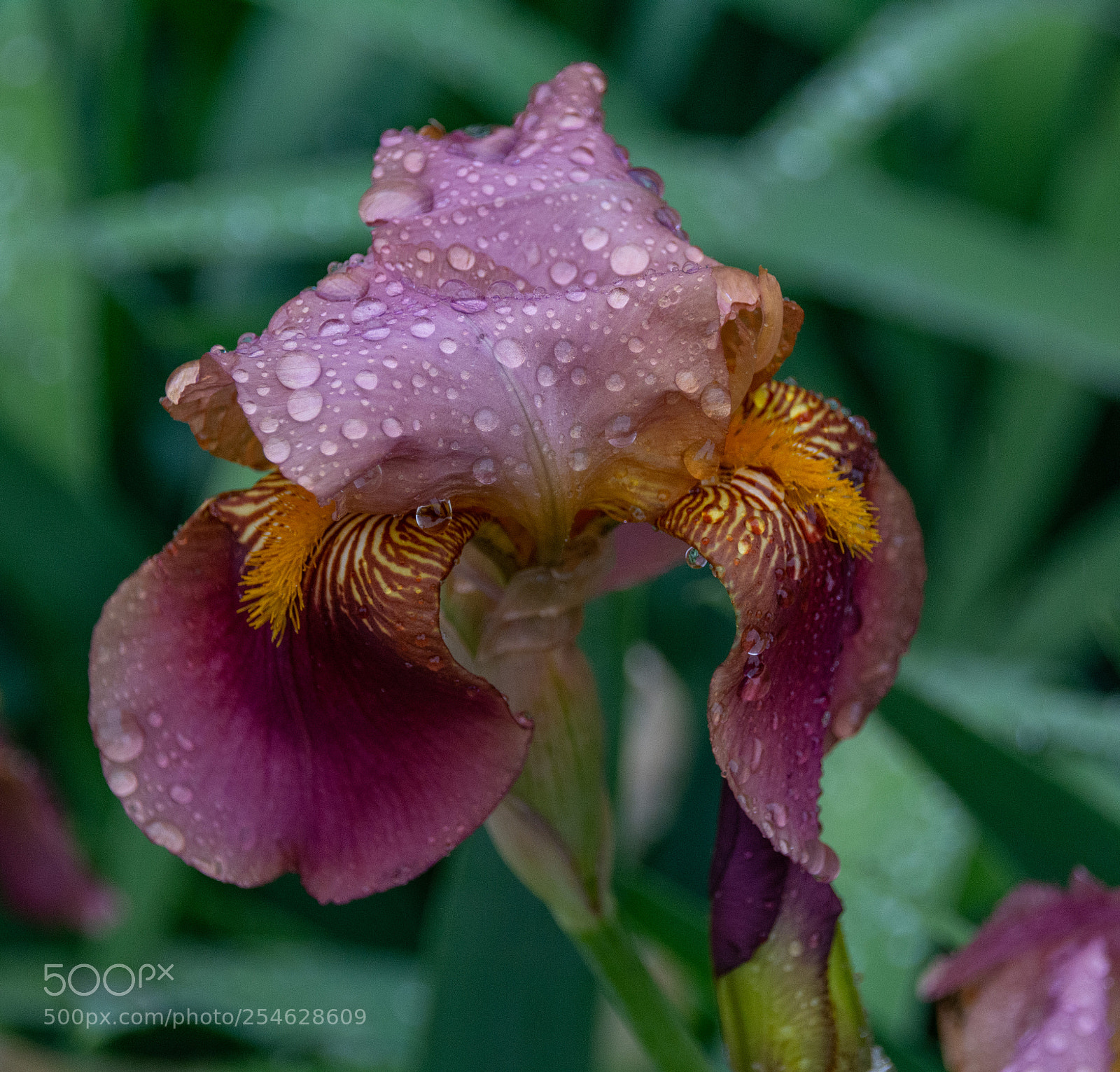 Nikon D7100 sample photo. Iris in the rain photography
