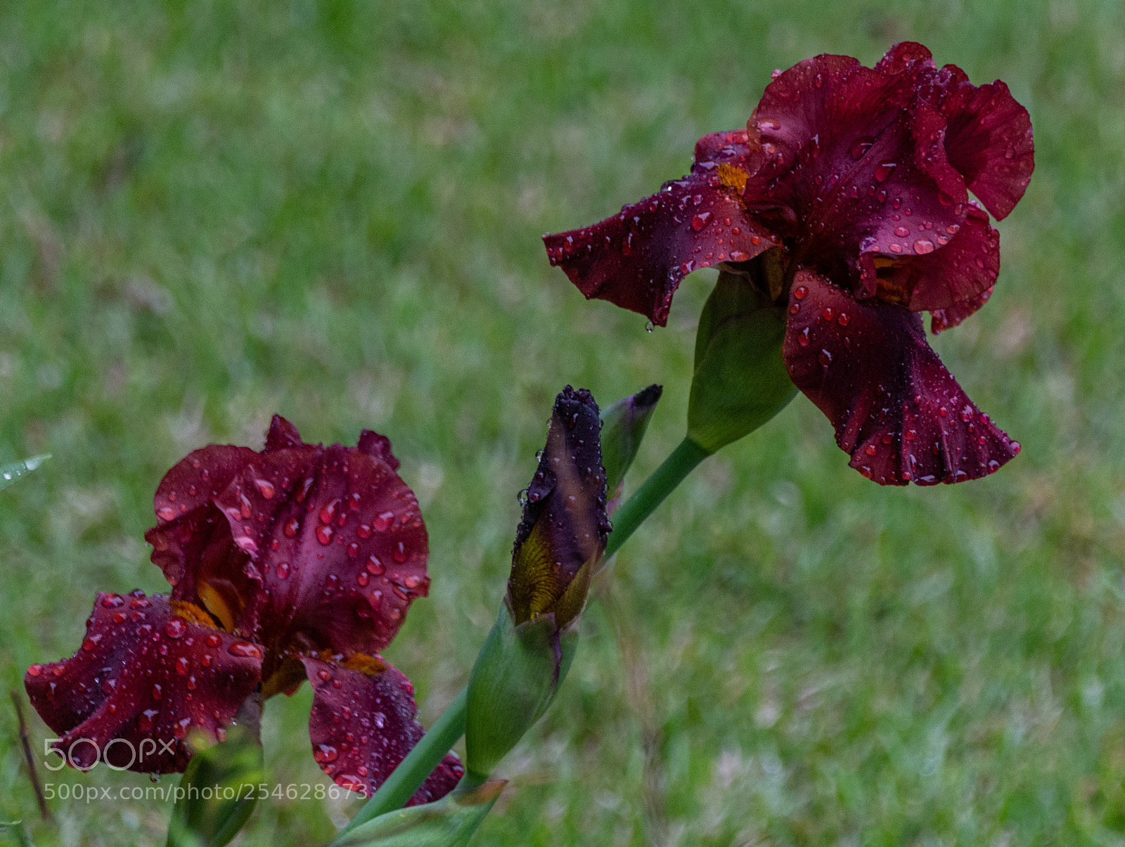 Nikon D7100 sample photo. Iris in the rain photography