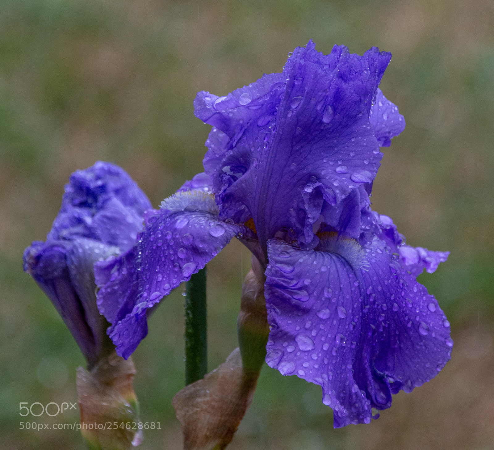Nikon D7100 sample photo. Iris in the rain photography