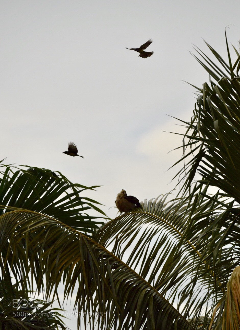 Nikon D3300 sample photo. Untitled photography