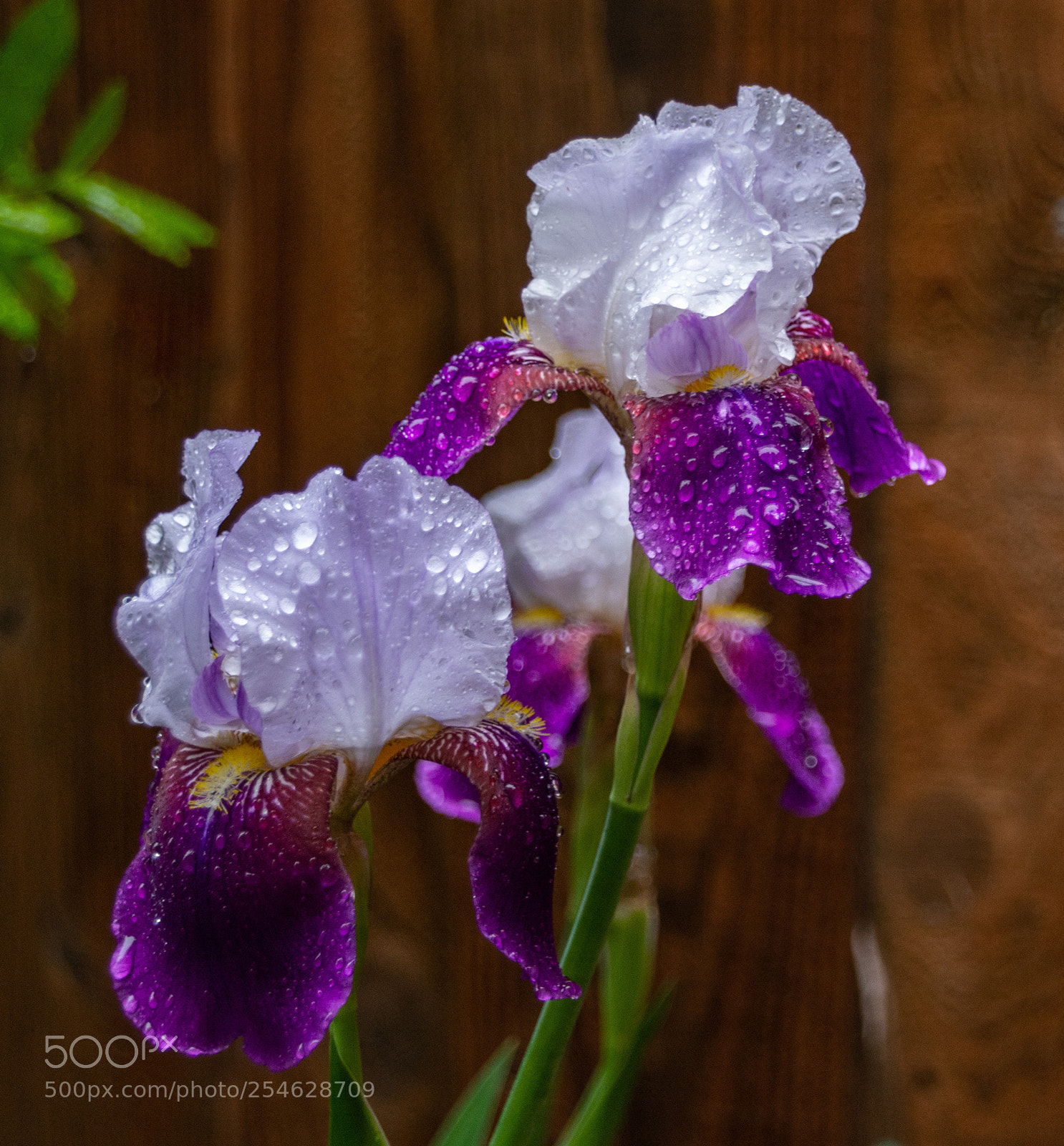 Nikon D7100 sample photo. Iris in the rain photography