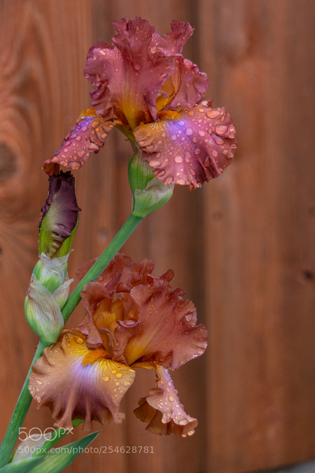 Nikon D7100 sample photo. Iris in the rain photography