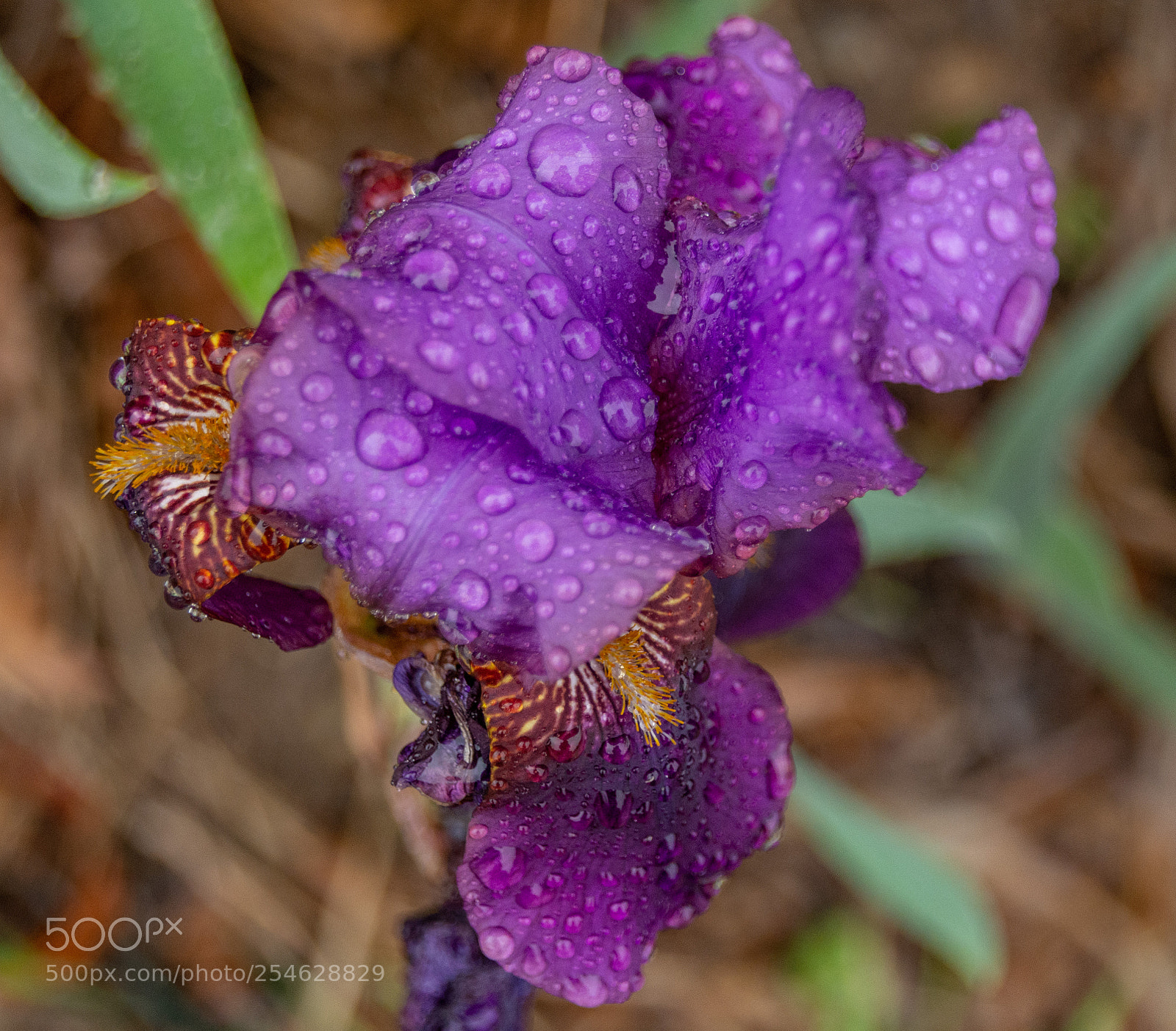 Nikon D7100 sample photo. Iris in the rain photography
