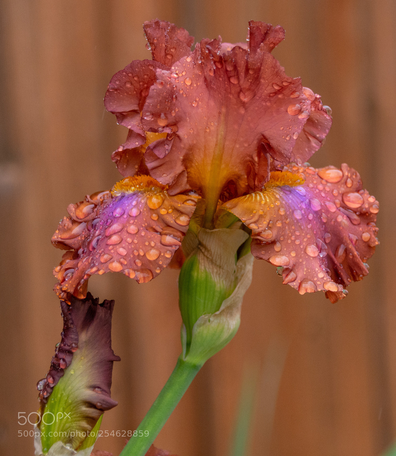 Nikon D7100 sample photo. Iris in the rain photography