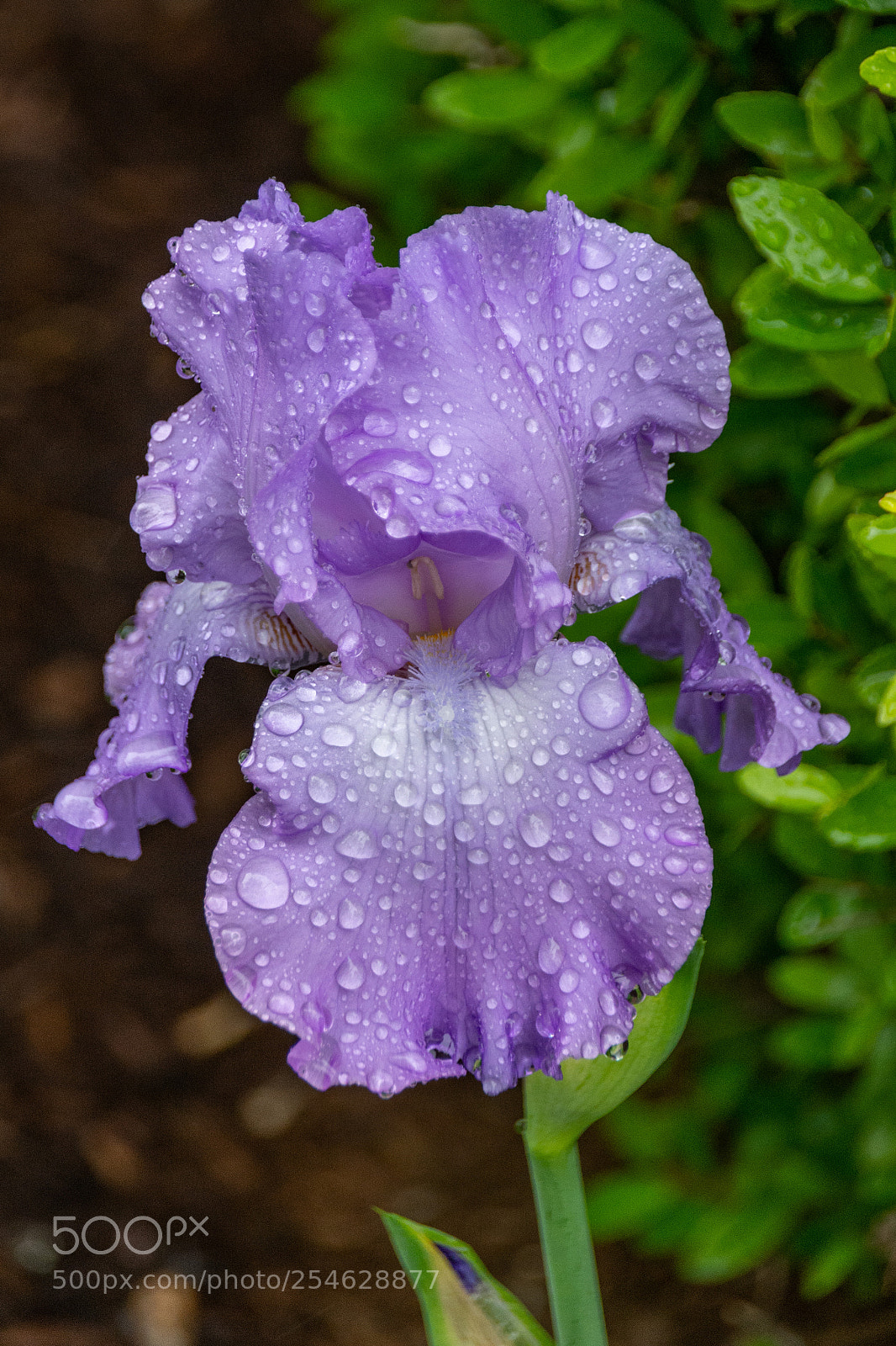 Nikon D7100 sample photo. Iris in the rain photography