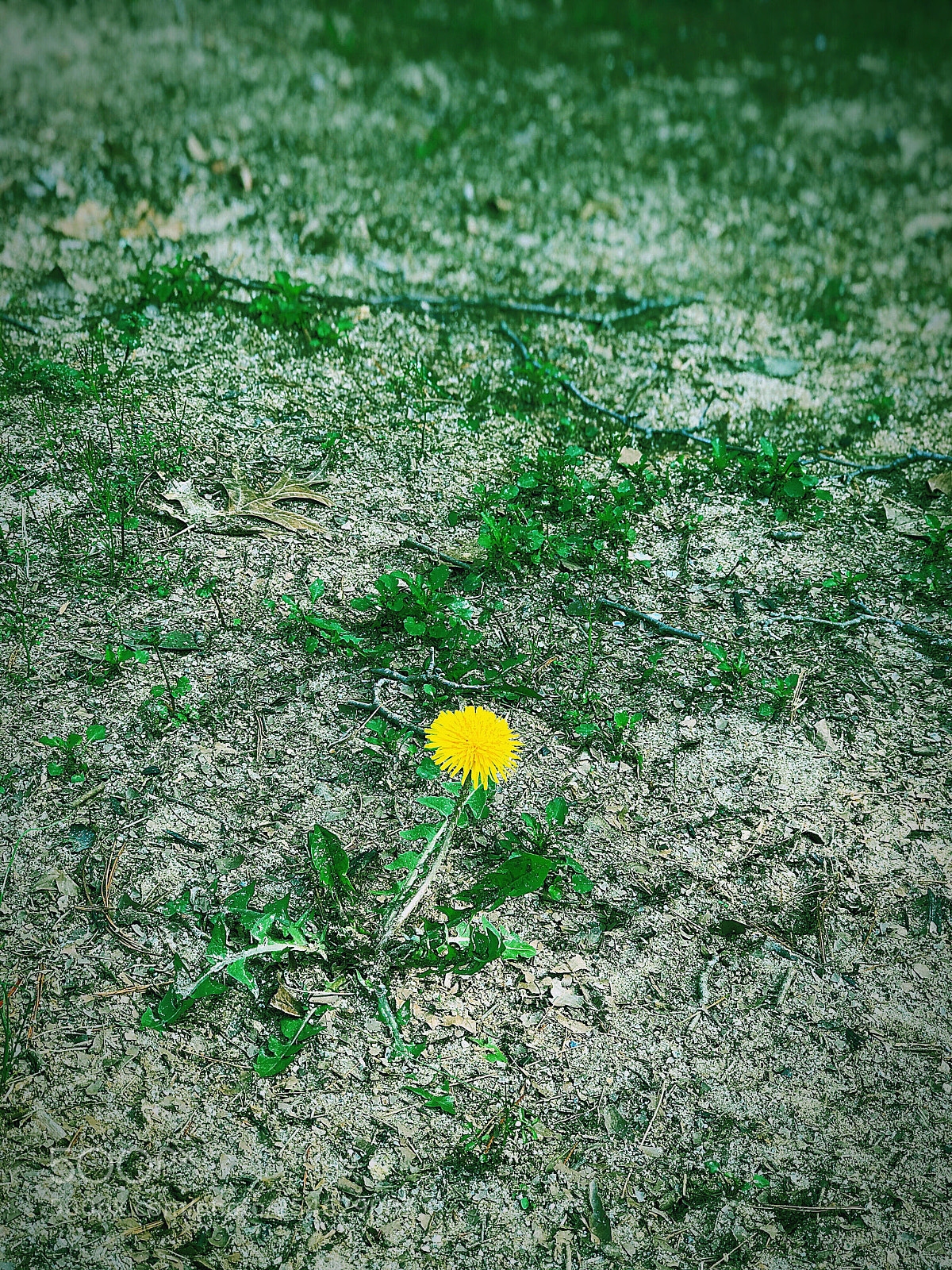 Apple iPhone 8 Plus sample photo. One yellow in the photography