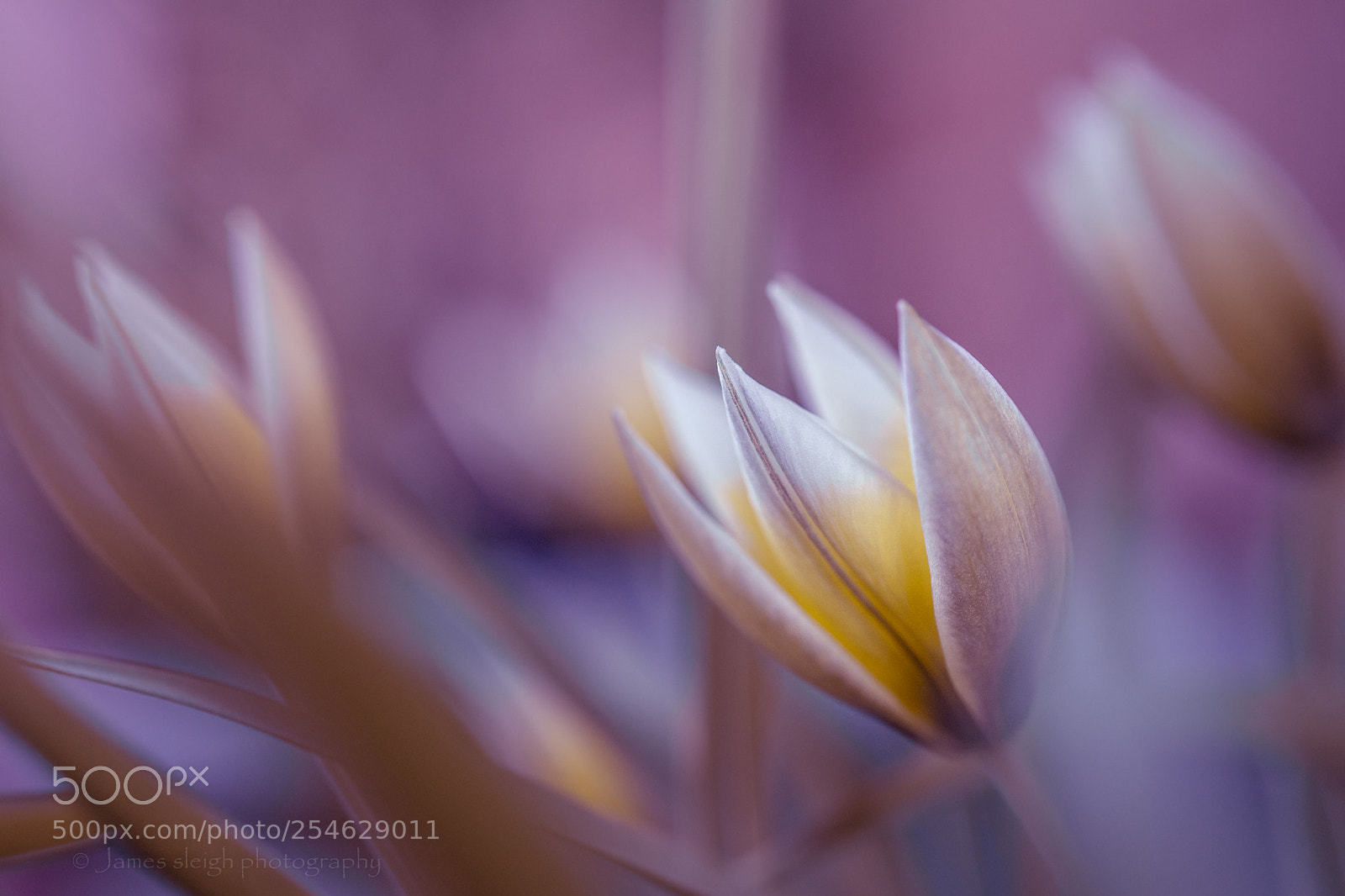 Sony a7 sample photo. Purple dream photography