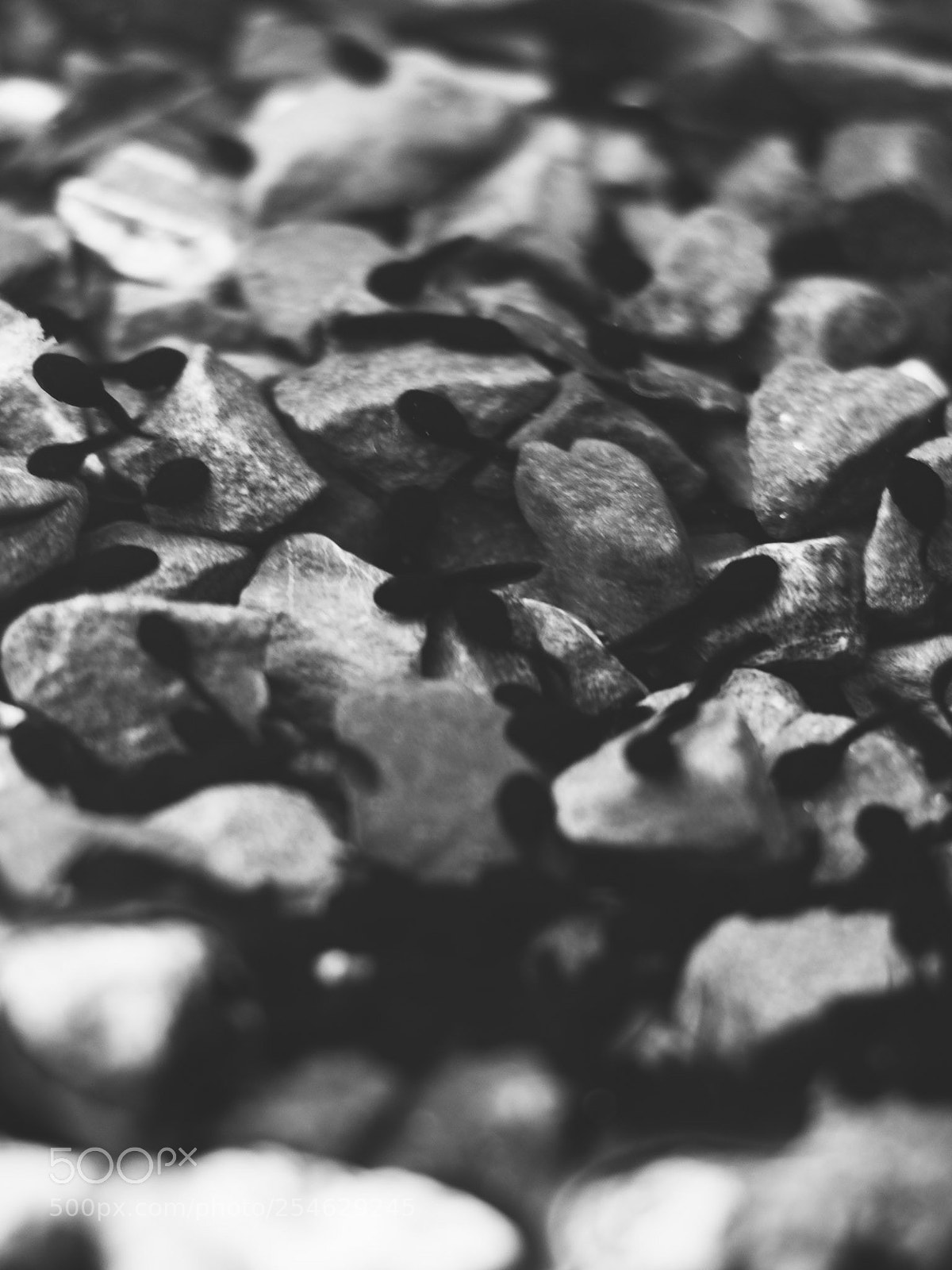 Nikon D7200 sample photo. Tadpod photography