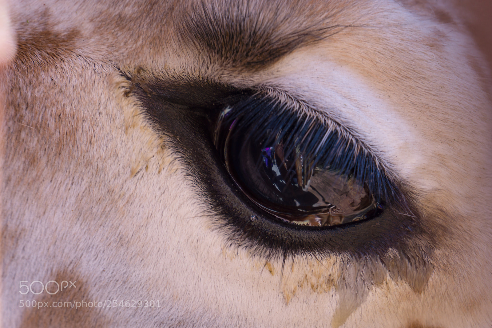 Sony a6000 sample photo. Eye of the giraffe photography