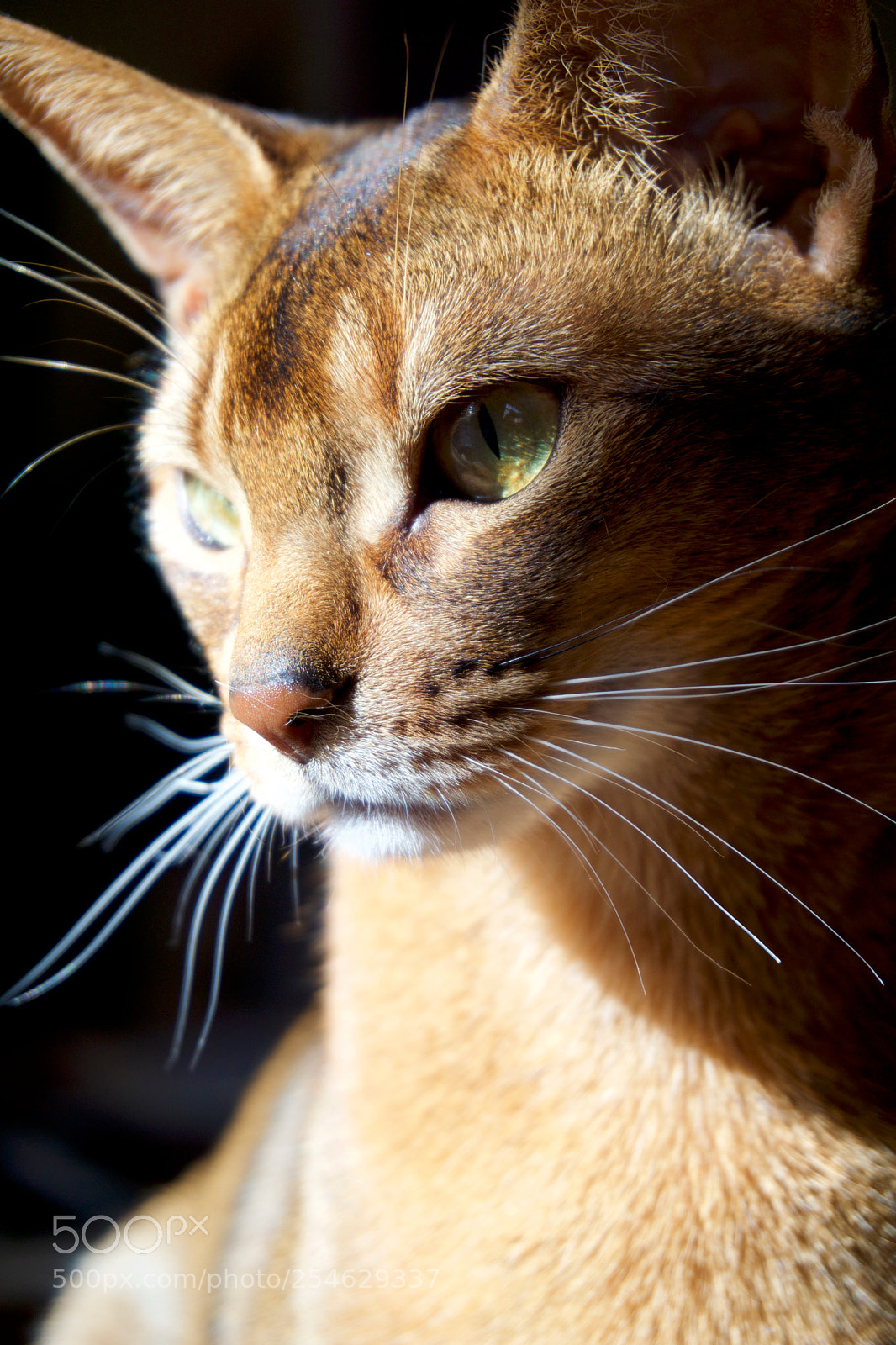 Sony a6000 sample photo. Graceful photography