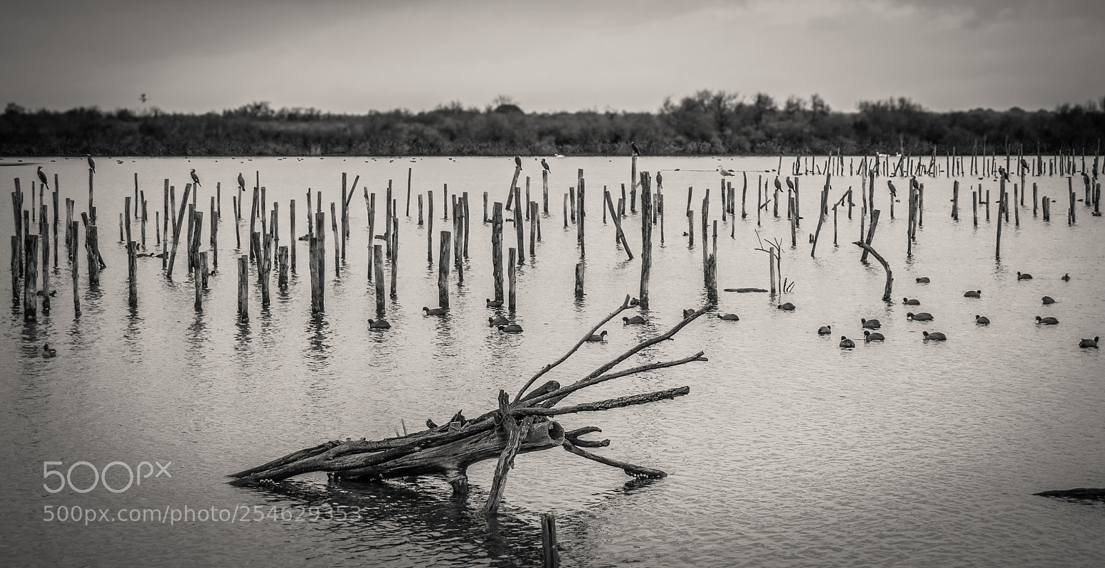 Nikon D60 sample photo. Flood photography