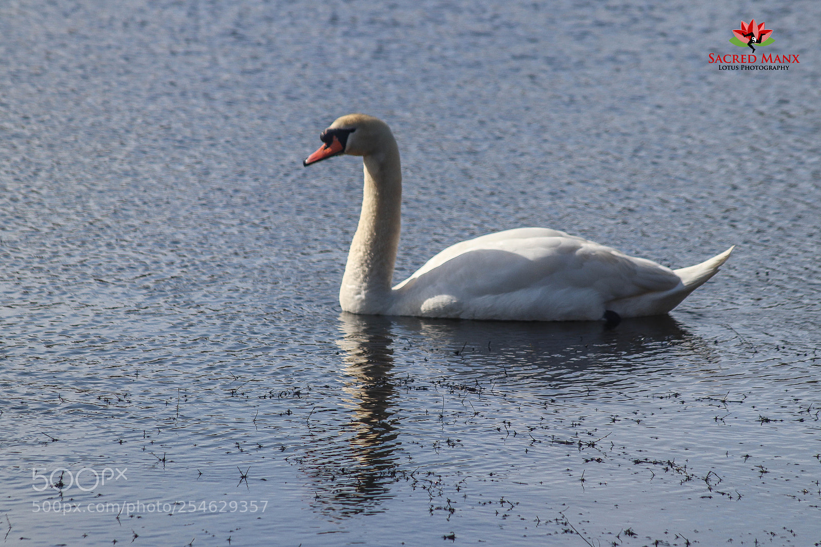 Canon EOS 77D (EOS 9000D / EOS 770D) sample photo. Swan - foxdale photography