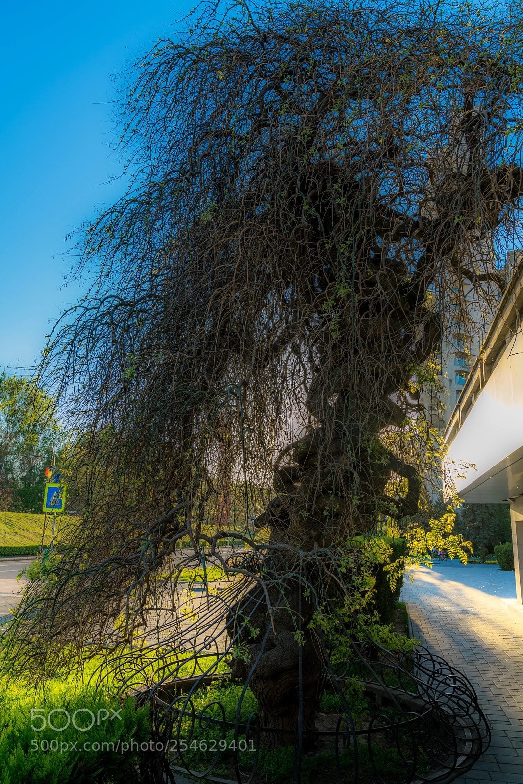 Sony a7R II sample photo. Angel-tree photography