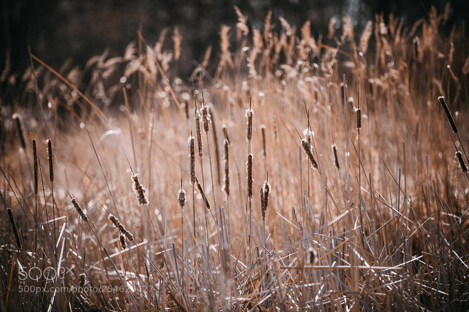 Canon EOS 5D Mark IV sample photo. Waiting for spring photography