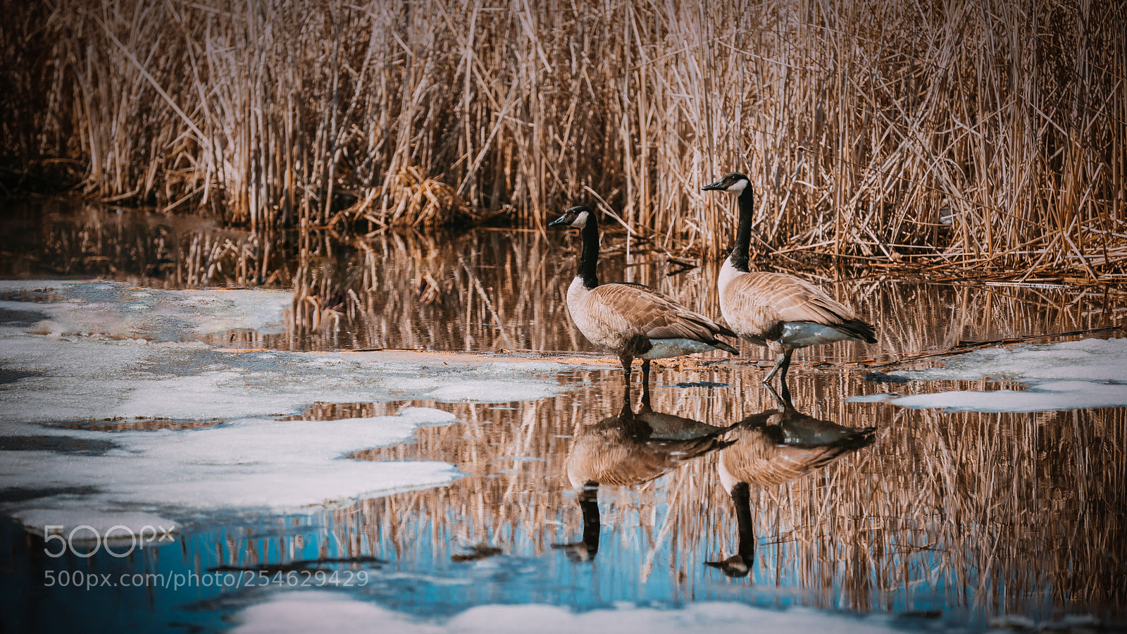 Canon EOS 5D Mark IV sample photo. Ice melting photography
