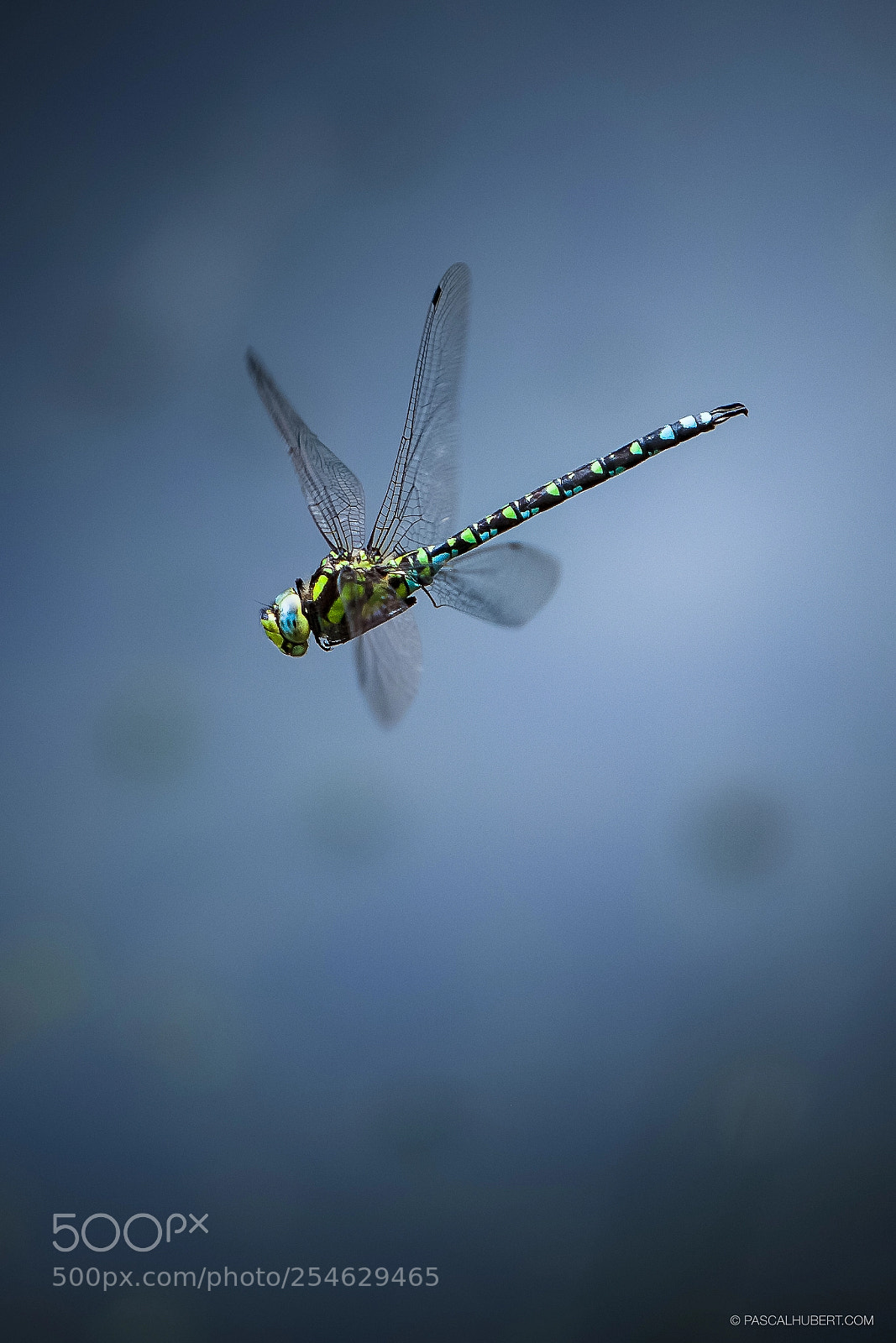 Canon EOS-1Ds Mark III sample photo. Libellule - l'aeschne bleue photography