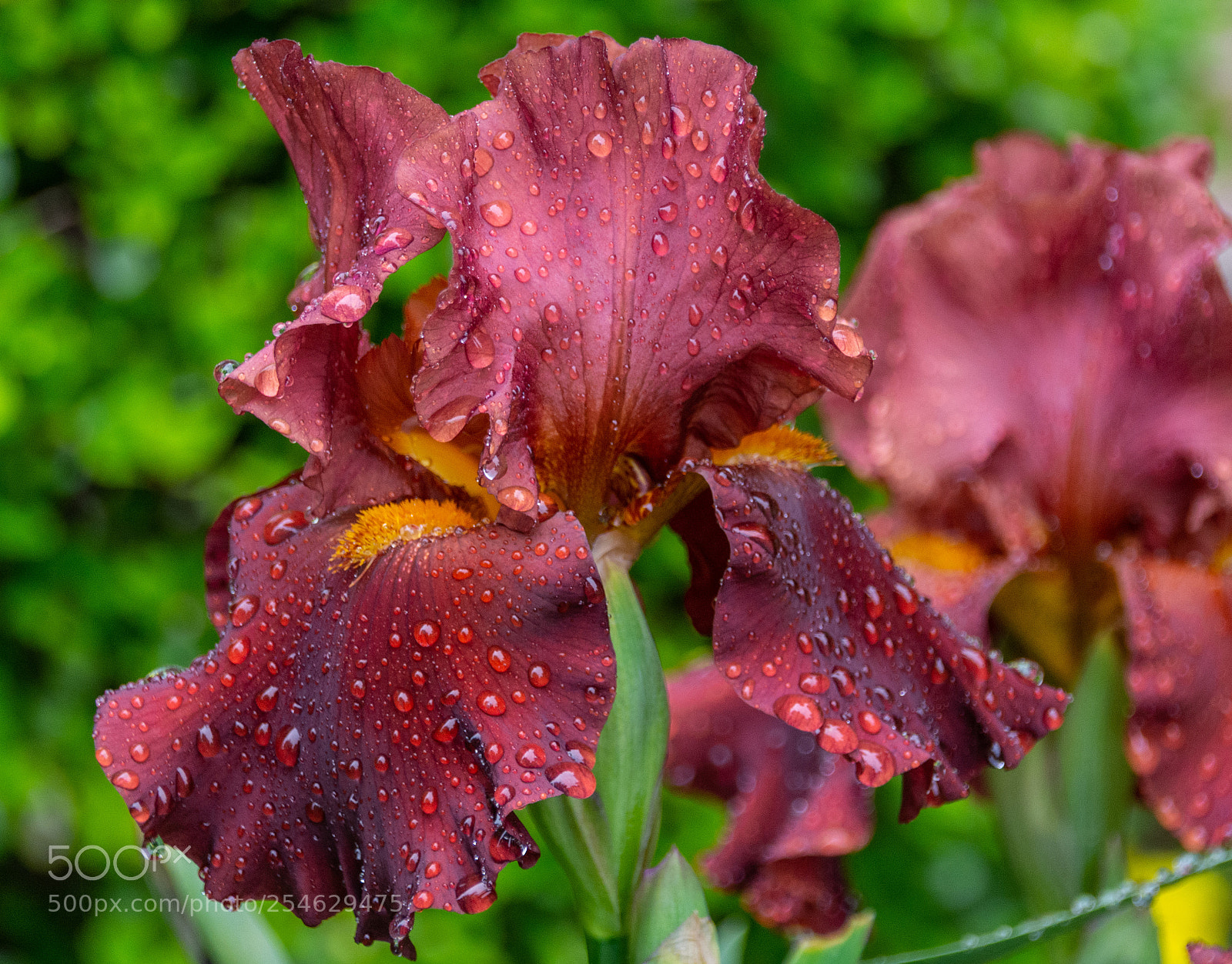 Nikon D7100 sample photo. Iris in the rain photography