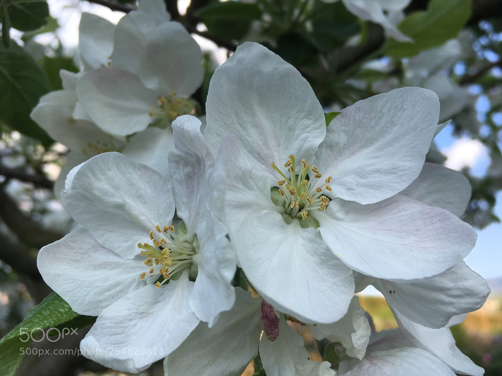 Apple iPhone SE sample photo. Spring is delicate and photography