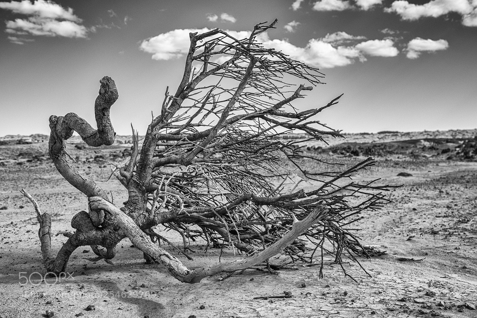 Canon EOS 6D Mark II sample photo. Death in the desert photography