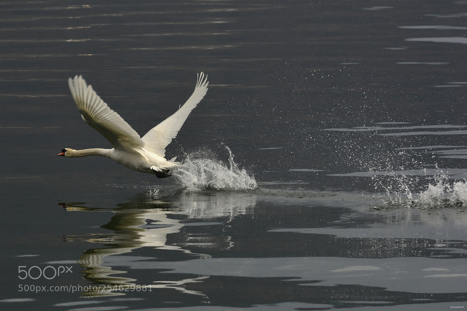 Nikon D7100 sample photo. Untitled photography