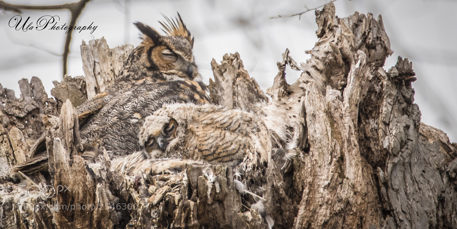 Nikon D810 sample photo. Mother's love photography