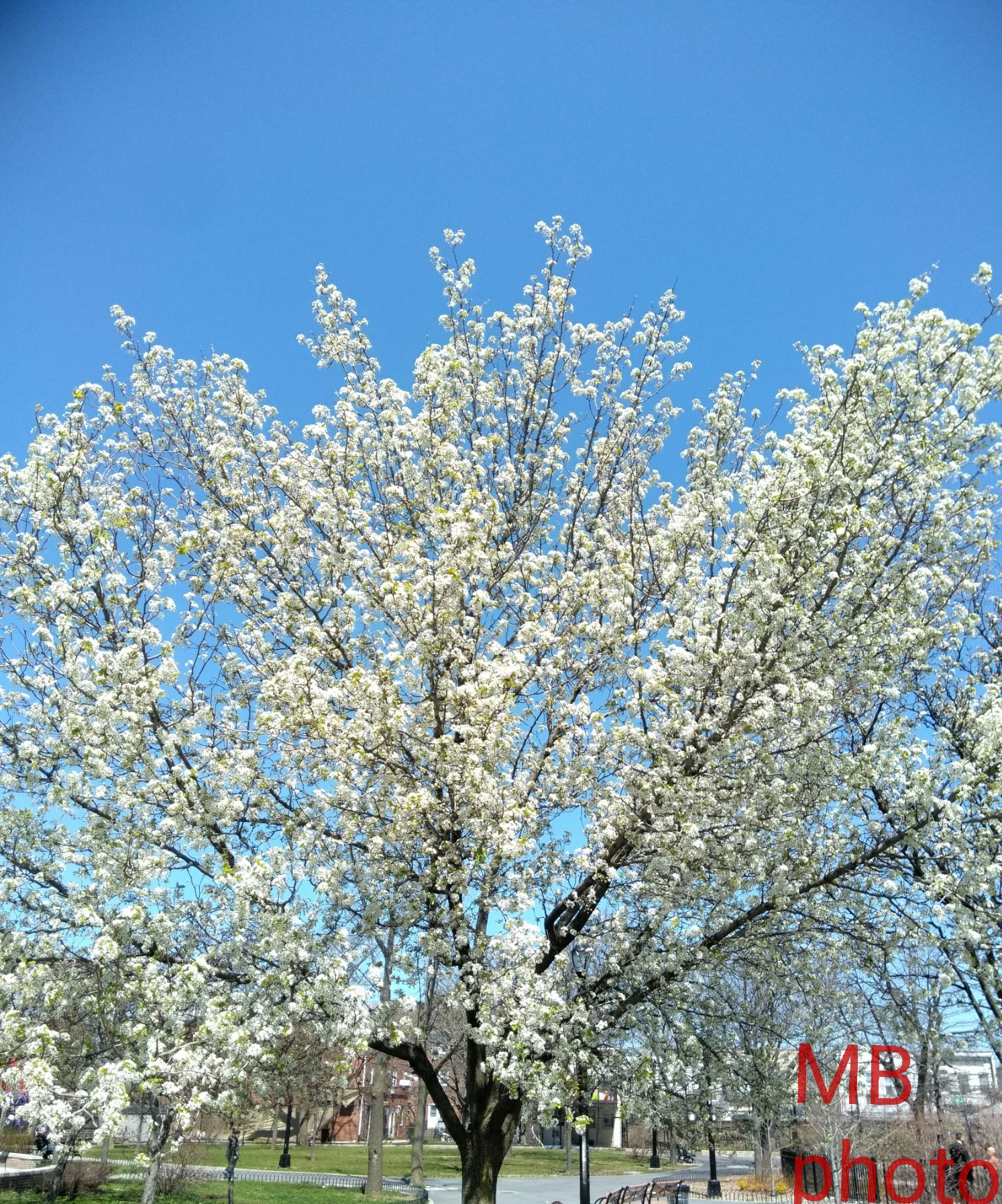 ZTE BLADE ZMAX sample photo. Flowering tree photography