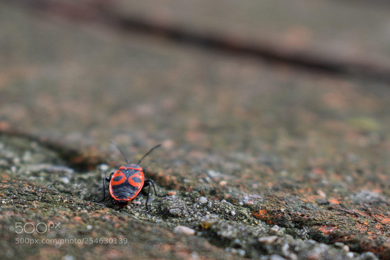 Nikon D3300 sample photo. 02/2017 - wismar photography