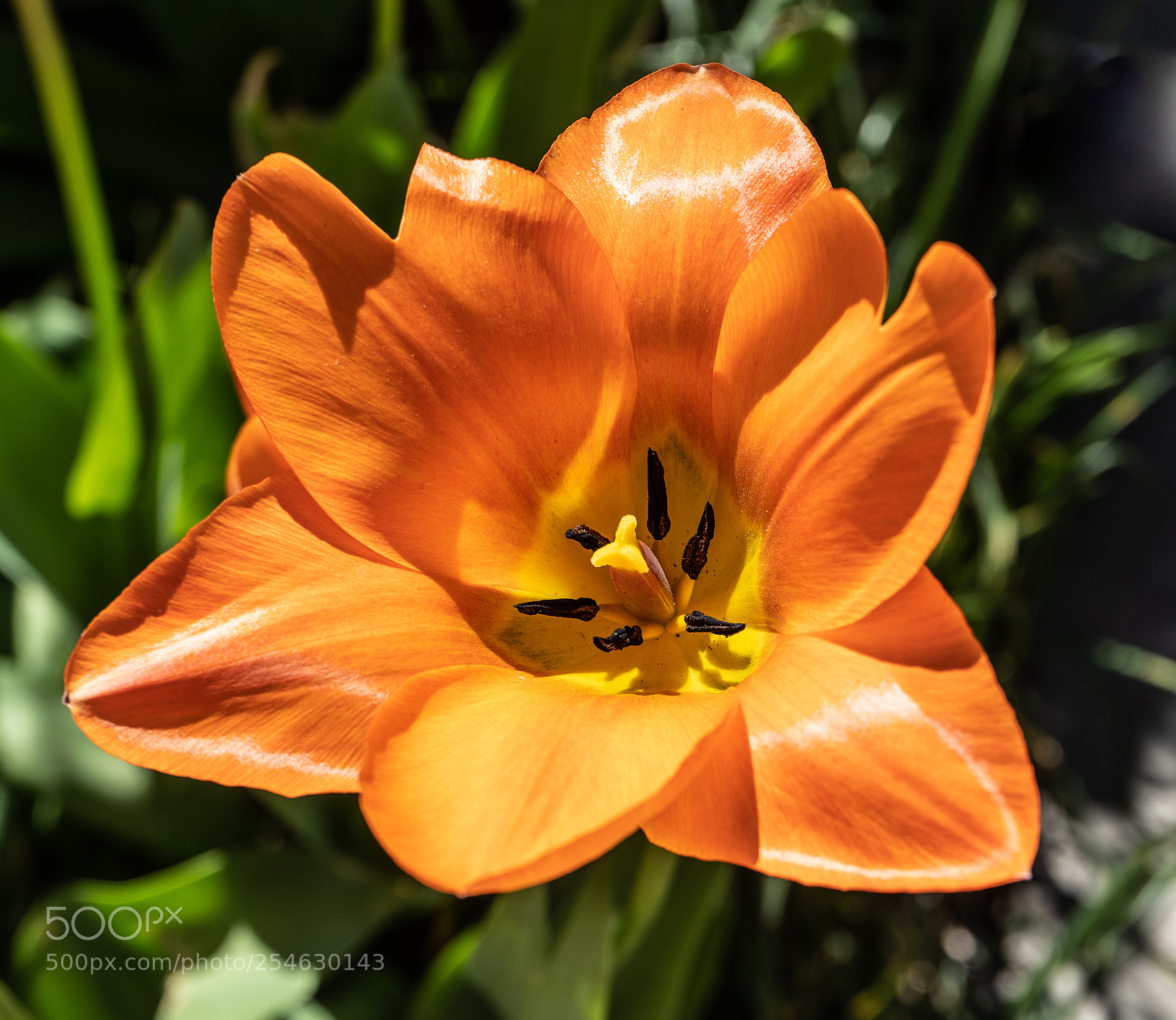 Sony a7 III sample photo. From my neighbors front photography