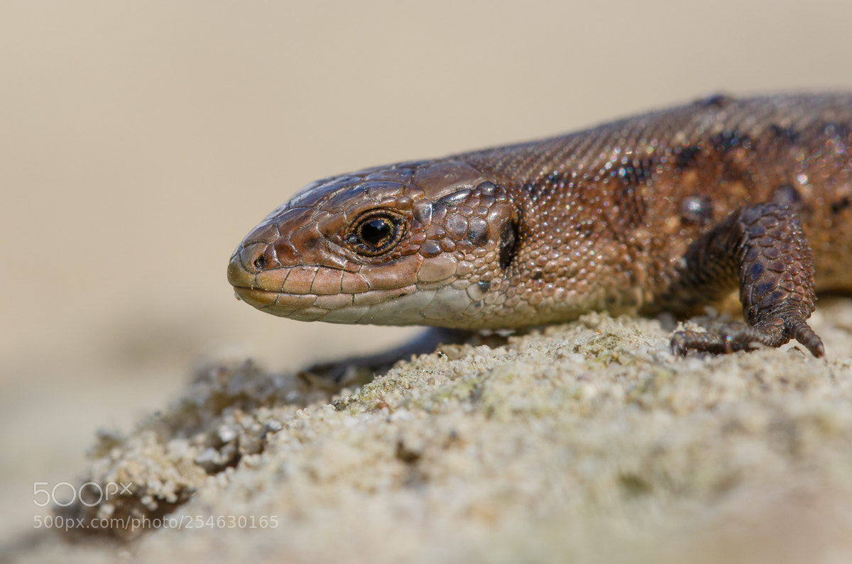 Canon EOS 7D Mark II sample photo. Viviparous lizard - zootoca photography
