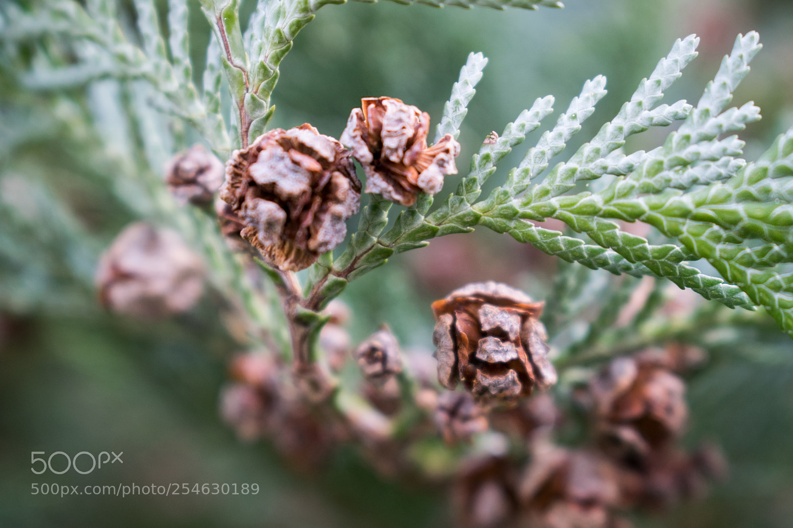Nikon D3300 sample photo. 02/2017 - wismar photography