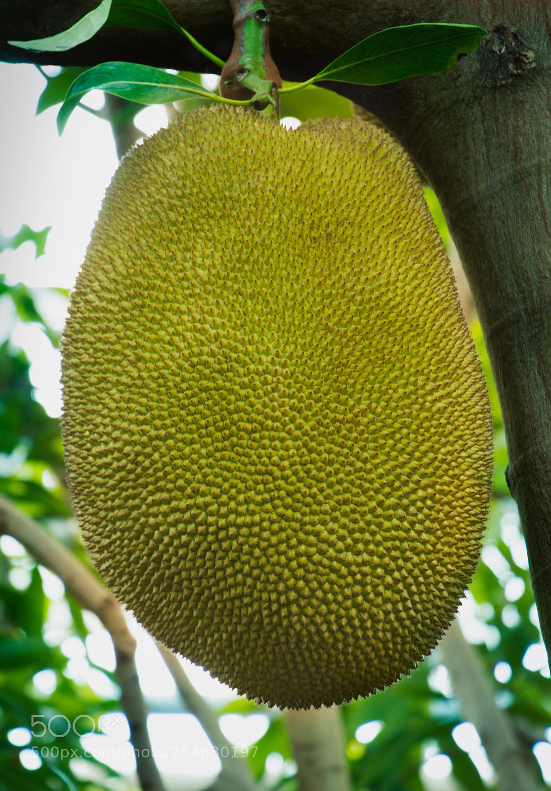 Canon EOS 800D (EOS Rebel T7i / EOS Kiss X9i) sample photo. Jackfruit tree photography