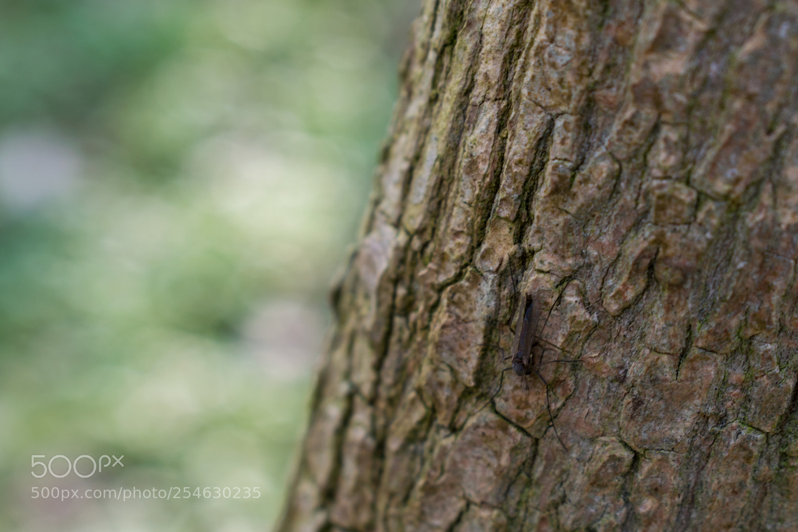 Nikon D3300 sample photo. 04/2017 - wismar photography