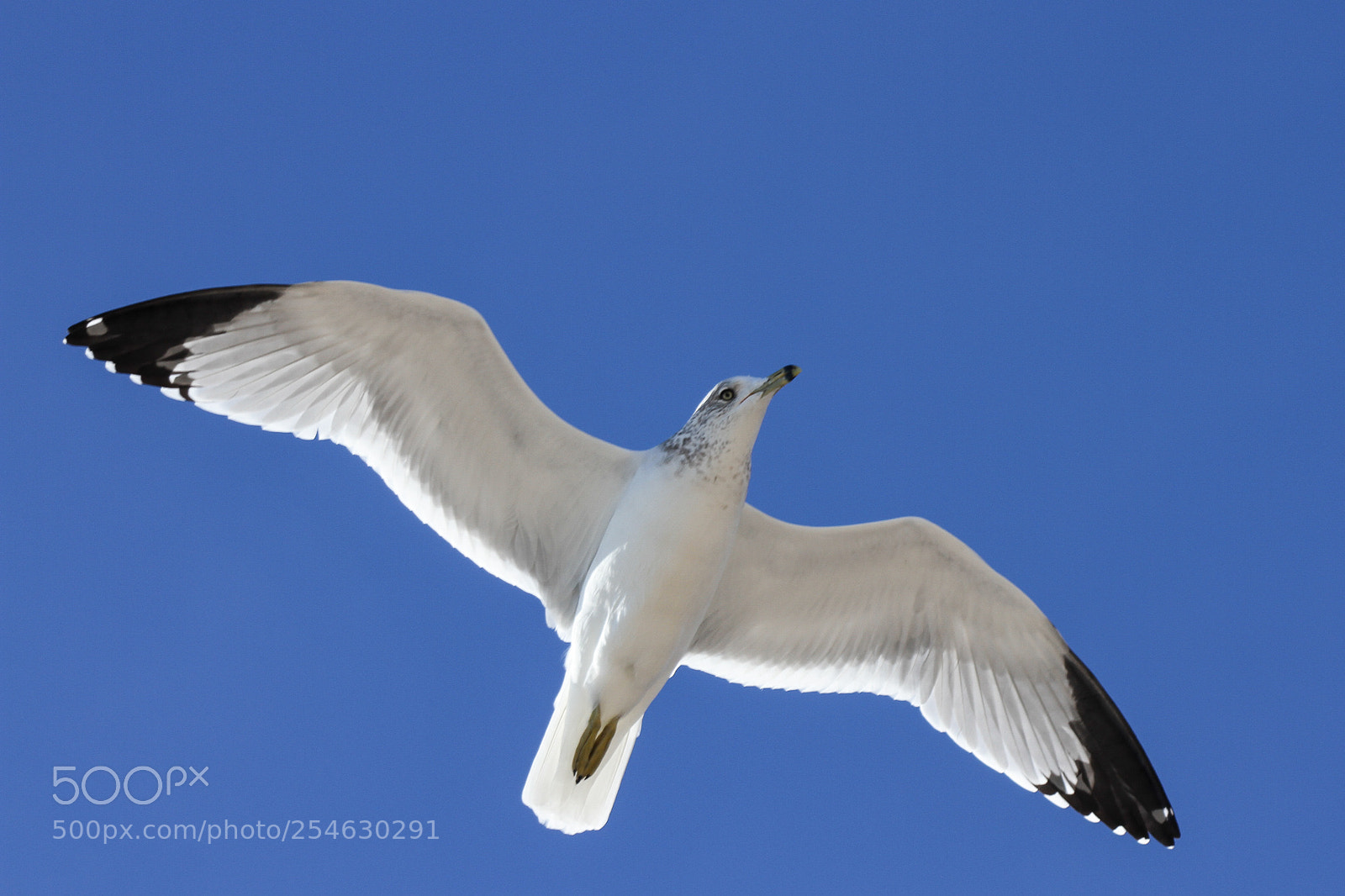 Canon EOS 7D sample photo. Feel the freedom photography