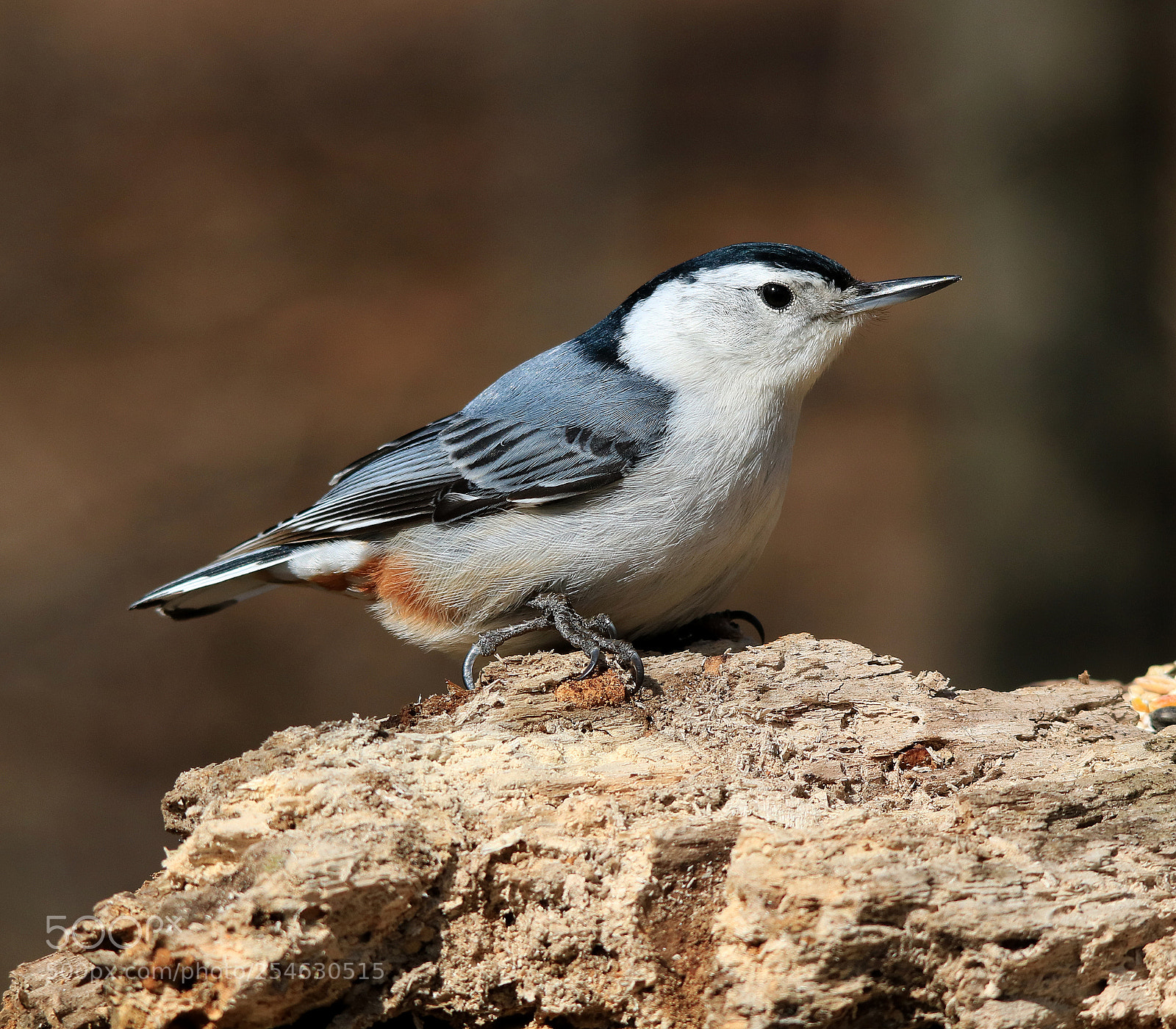 Canon EOS 750D (EOS Rebel T6i / EOS Kiss X8i) sample photo. White breasted nuthatch photography