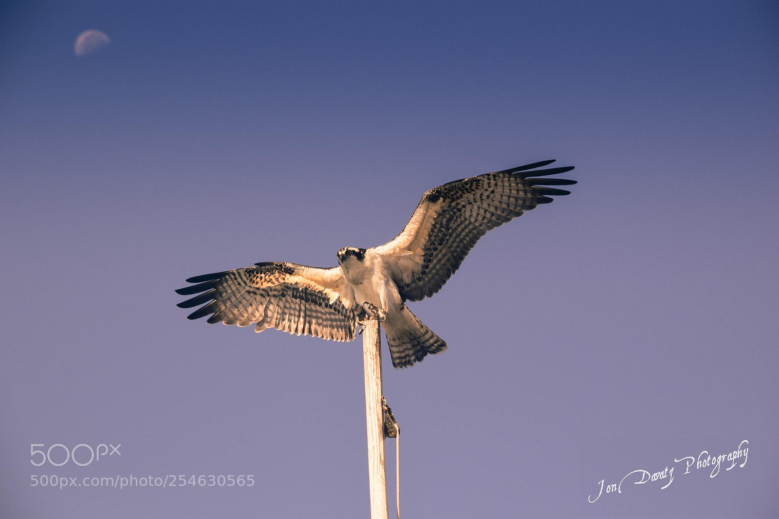 Nikon D5300 sample photo. Osprey and the moon photography