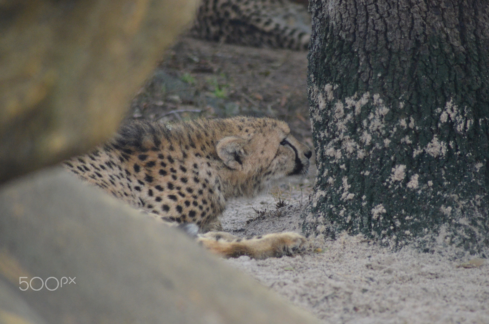 Nikon AF Nikkor 70-300mm F4-5.6G sample photo. (t) photography