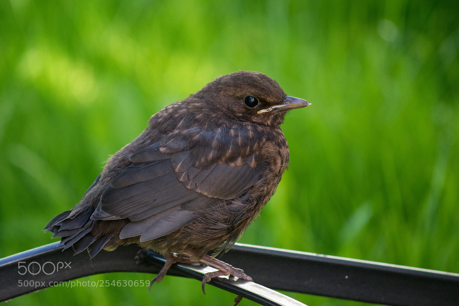 Nikon D3300 sample photo. 05/2017 - wismar photography