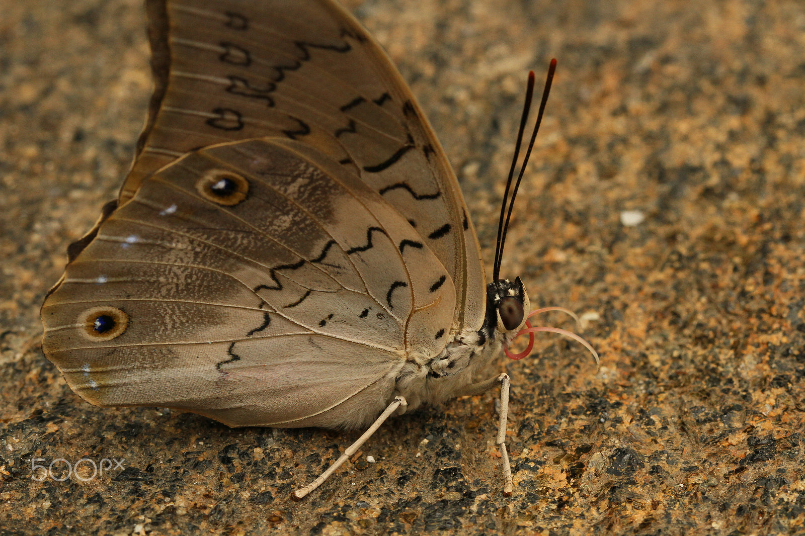 Canon EOS 7D + Canon EF 100mm F2.8L Macro IS USM sample photo. Butterfly horns photography