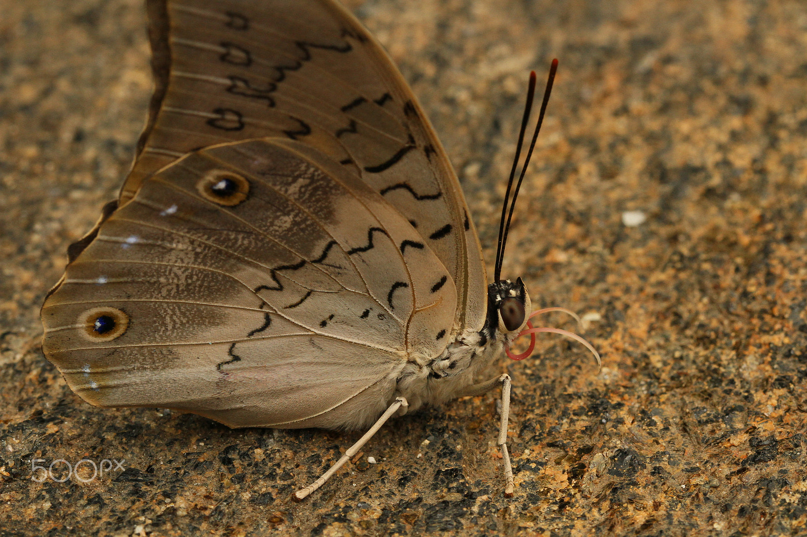 Canon EF 100mm F2.8L Macro IS USM sample photo. Butterfly horns photography