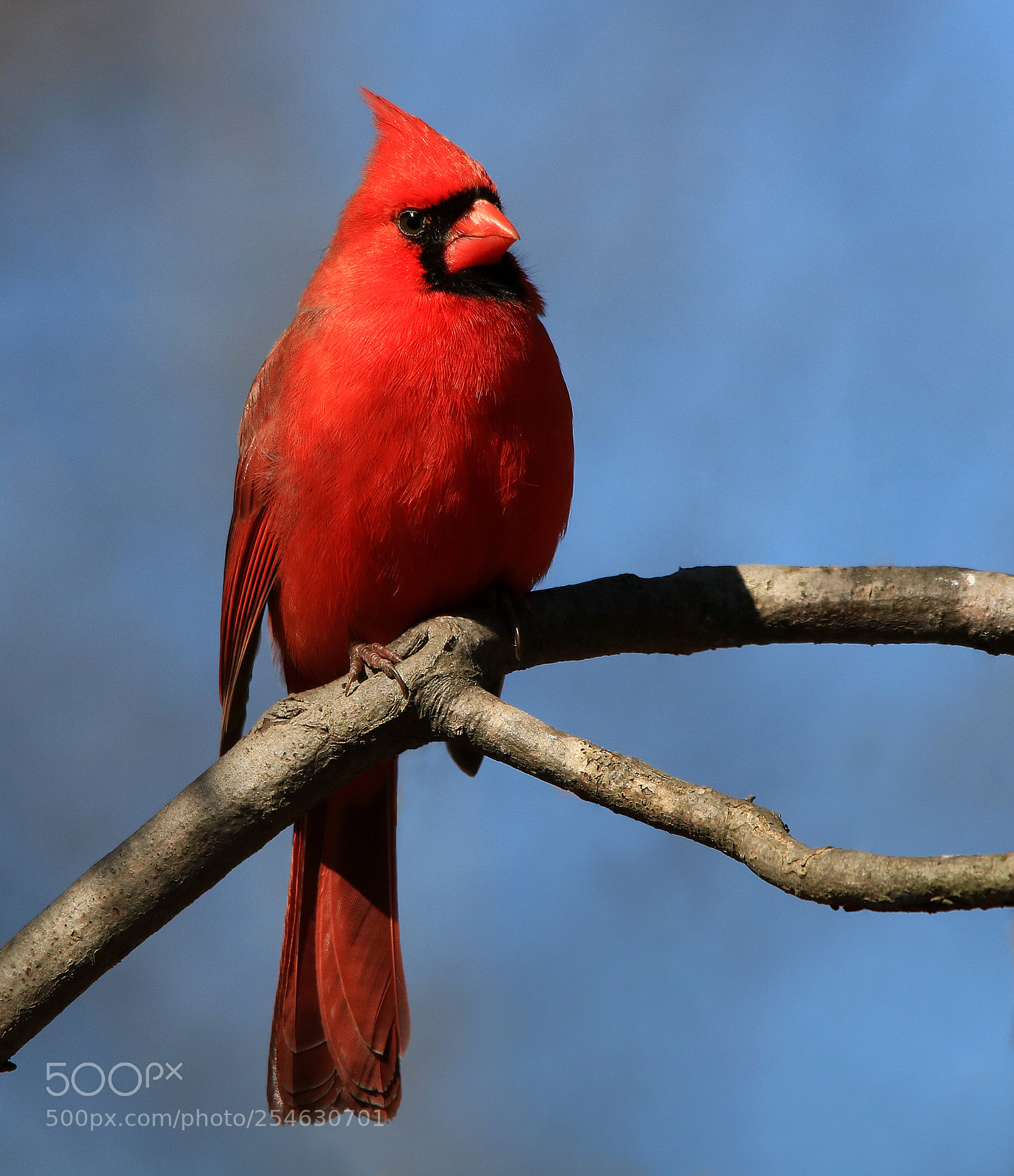 Canon EOS 750D (EOS Rebel T6i / EOS Kiss X8i) sample photo. Northern cardinal photography