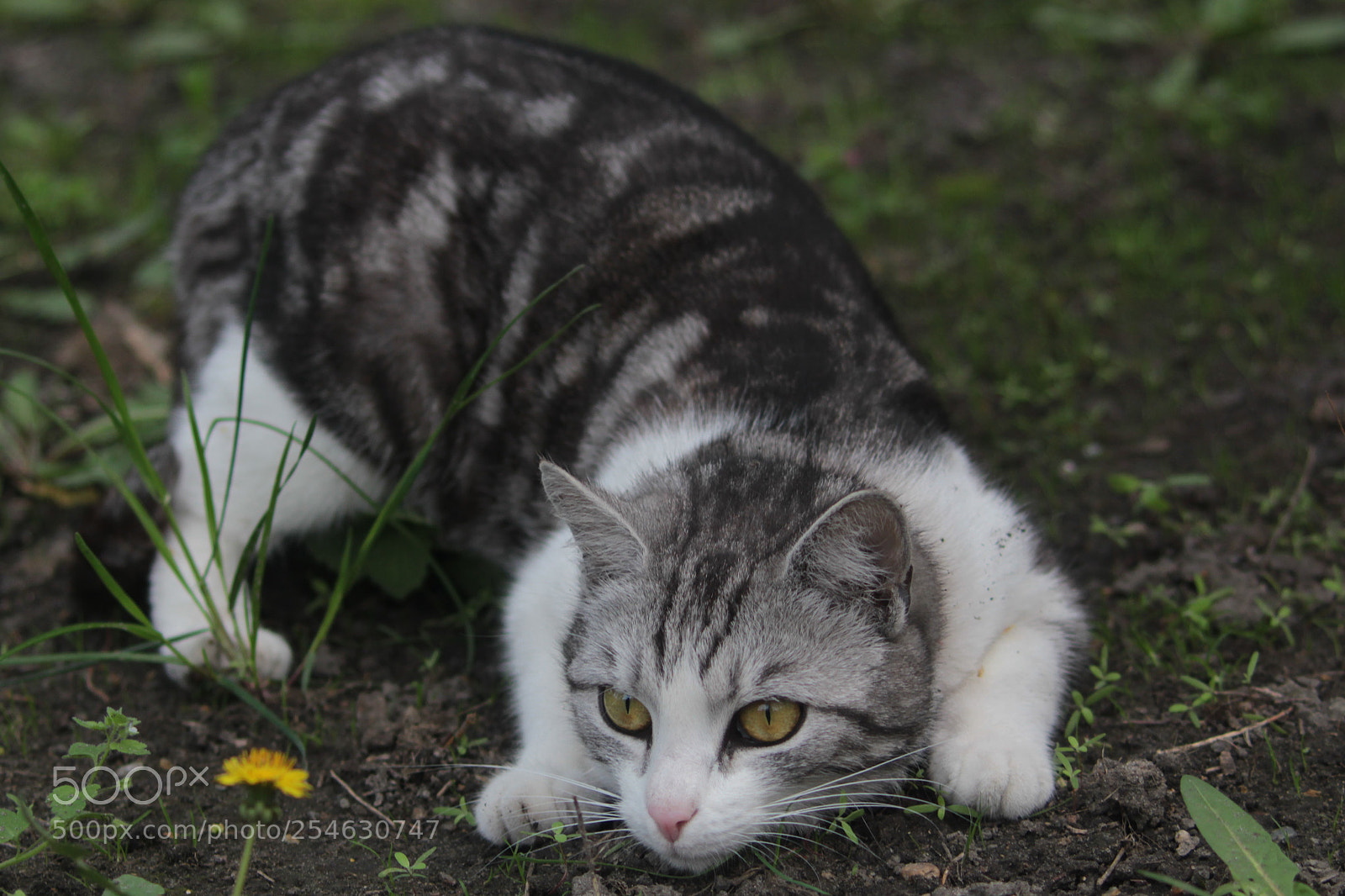 Canon EOS 100D (EOS Rebel SL1 / EOS Kiss X7) sample photo. Playing cat photography